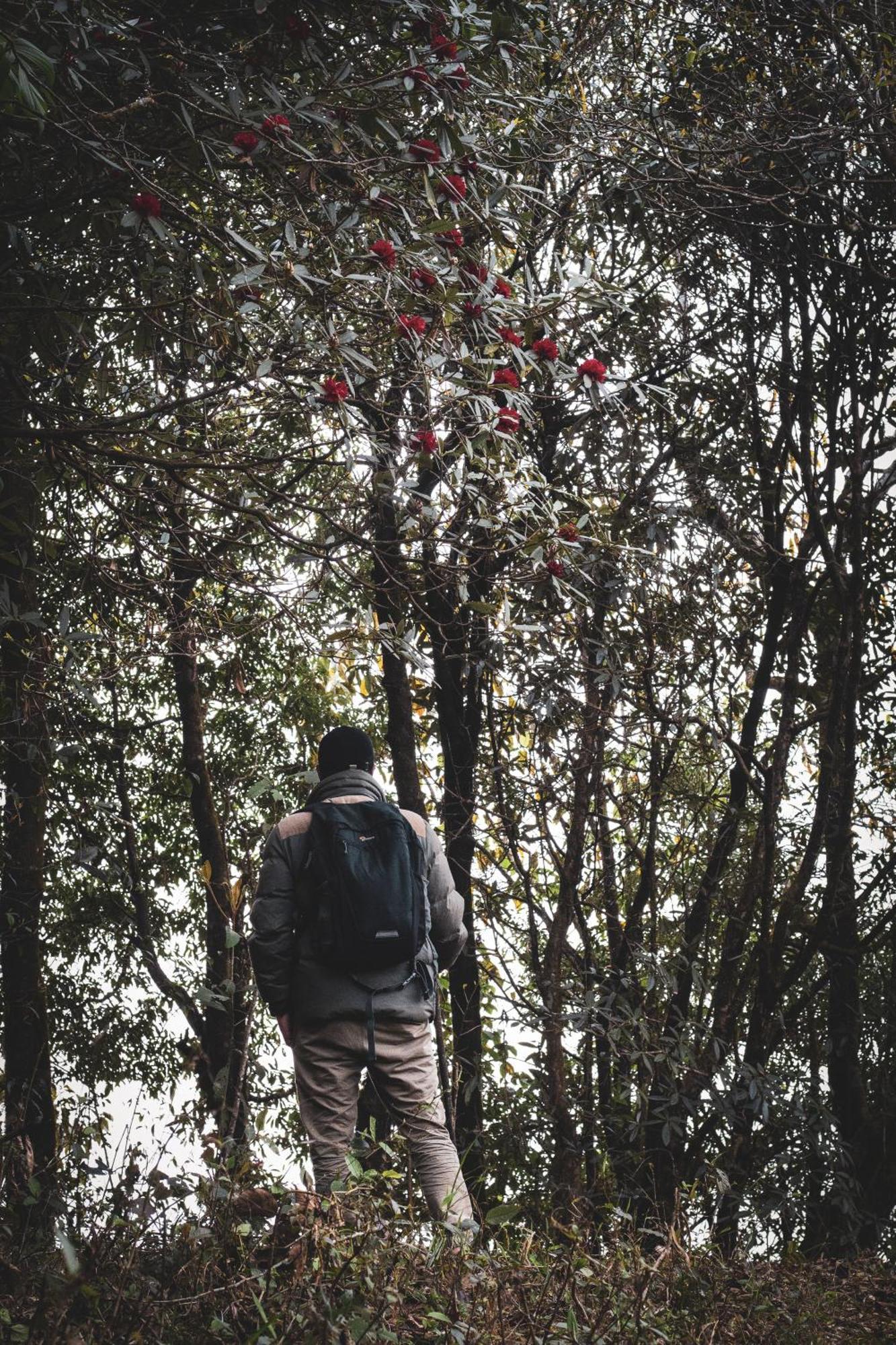 הוילה דרג'ילינג Rajbari Farms מראה חיצוני תמונה